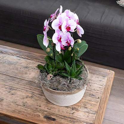 Kolibri Orchids | rosa Phalaenopsis Orchidee - Niagara Fall - Topfgröße Ø12cm | blühende Zimmerpflanze - frisch vom Züchter - Oasis of Life