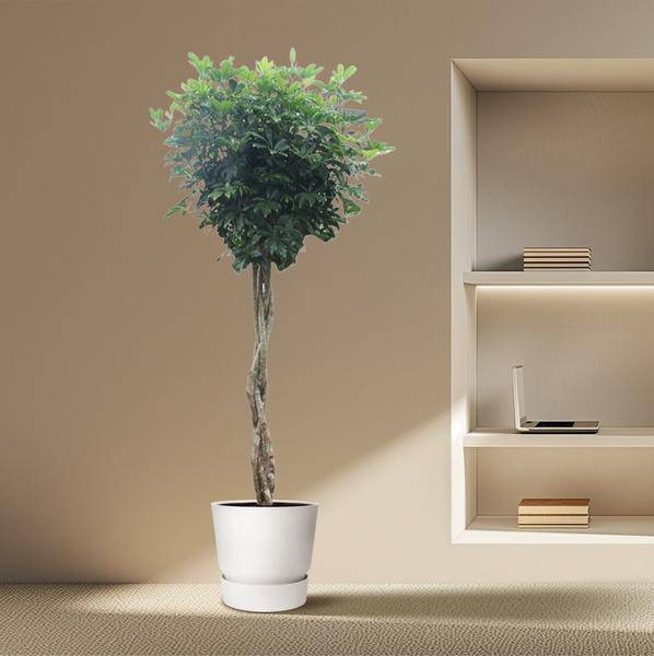 Strahlenaralie - Schefflera Arboricola Compacta - Zimmerpflanze - 250cm - ø55cm