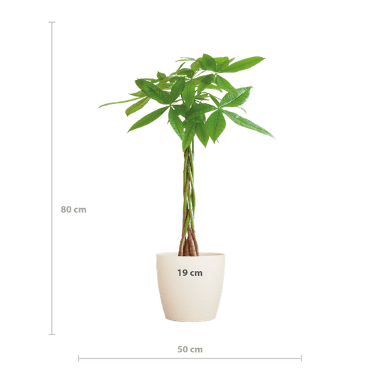 Pachira Aquatica Geldbaum Glückskastanie ca. 80cm mit geflochtenem Stamm im weißen Viber Biotopf Ø21cm – Zimmerpflanze für Wohnung Büro Wohnzimmer 