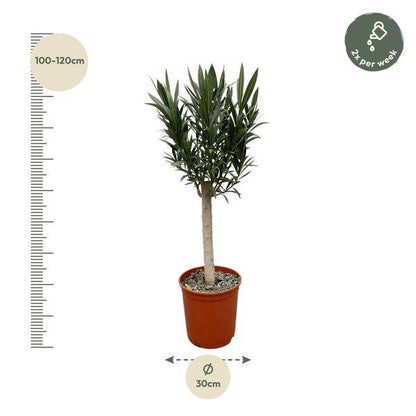 Rosenlorbeere - Nerium Oleander auf Stiel mit rosa Blüte - 110cm - Ø22cm