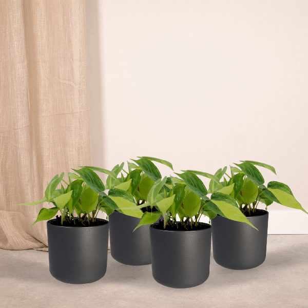 Baumfreund - Philodendron Scandens Brasil - Zimmerpflanze - Ø12cm - ↕15cm - 4 Stück
