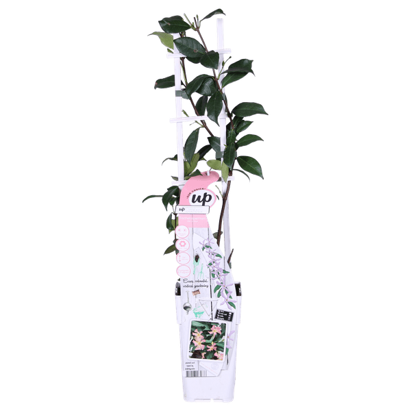 Sternjasmin Trachelospermum 'Star of Ibiza' – Rosa – Immergrüne Kletterpflanze – ca. 65cm Höhe – Duftender mediterraner Jasmin für Terrasse & Balkon