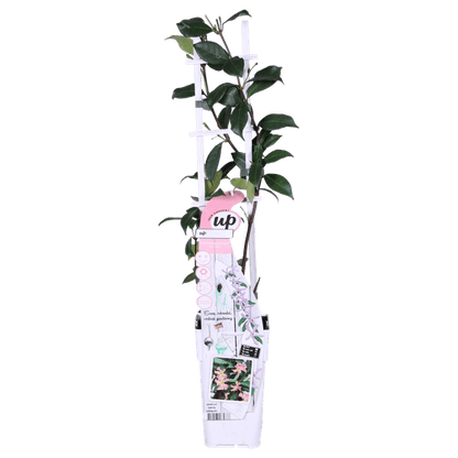 Sternjasmin Trachelospermum 'Star of Ibiza' – Rosa – Immergrüne Kletterpflanze – ca. 65cm Höhe – Duftender mediterraner Jasmin für Terrasse & Balkon