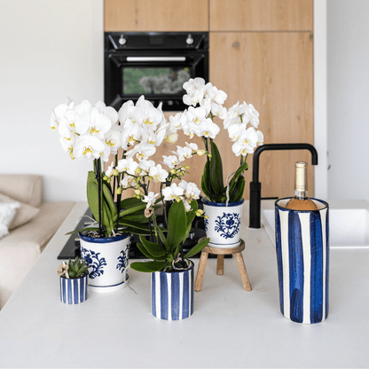 Orchidee Amabilis Weiß – Zimmerpflanze mit 2–3 Stielen – Im Malaga Ziertopf Blau Ø9cm – Elegante Phalaenopsis für stilvolles Interieur & sommerliches Flair 