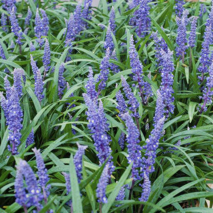 Lilientraube - Liriope muscari 'Big Blue' - ↕10-25cm - Ø9cm - 12 Stück