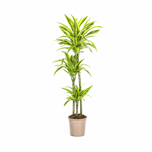 Dracaena Deremensis Zitronenlimette Ø24cm - ↕130 - 150cm