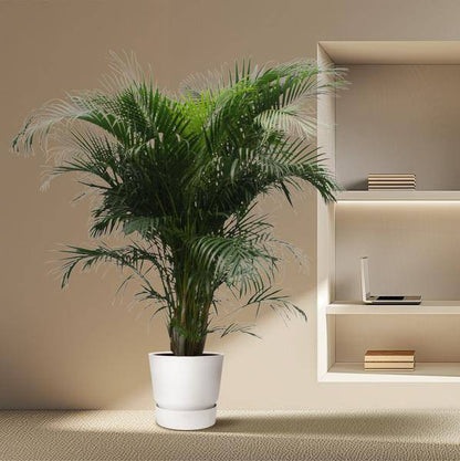 Goldfruchtpalme - Dypsis Lutescens - Areca-Palme - Zimmerpflanze - 230cm - ø40cm