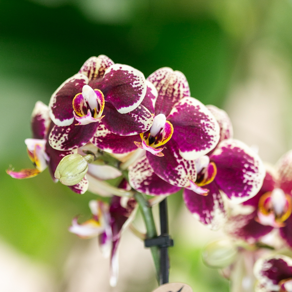 Phalaenopsis Orchideen Spanien Gelb-Rot - Topfgröße Ø9cm - Zimmerpflanze - 4 Stück