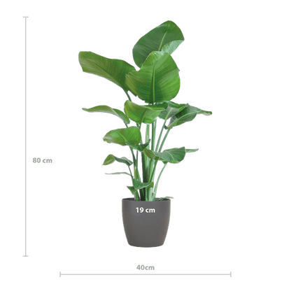 Strelitzia Nicolai – Baum-Strelitzie – Zimmerpflanze – 80 cm hoch – Ø21 cm – inkl. Topf Viber Grau – Paradiesvogelpflanze, tropisches Grün, pflegeleicht 