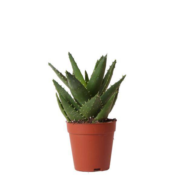 Grüne Pflanze - Sukkulente Aloe Brevifolia - Topf Ø9cm - grüne Zimmerpflanze - frisch aus der Gärtnerei - Oasis of Life