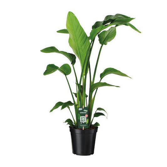 Baum-Strelitzie - Strelitzia Nicolai - Zimmerpflanze - Ø19cm - ↕90cm 
