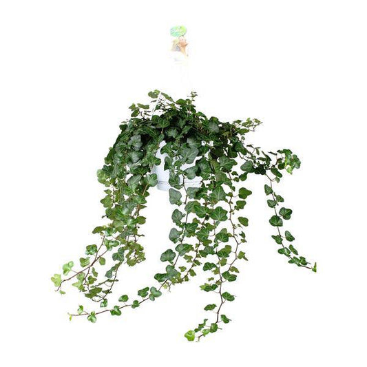 Hedera Wonder Green - Ø24cm - ↕70cm - Ø17 - ↨70cm - Oasis of Life
