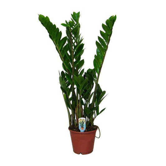 Zamioculcas Zamiifolia - Ø14cm - ↕50cm - Oasis of Life