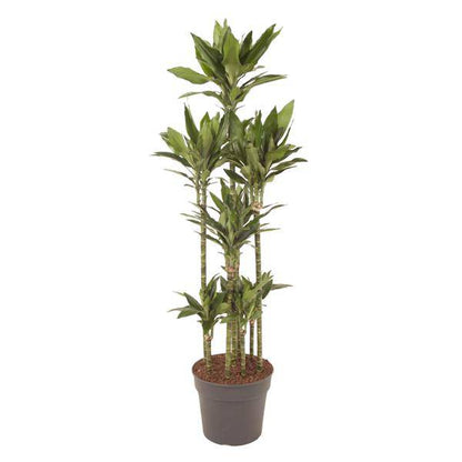 Drachenbaum - Dracaena Janet Lind Karussell - Zimmerpflanze - 170cm - ø34cm