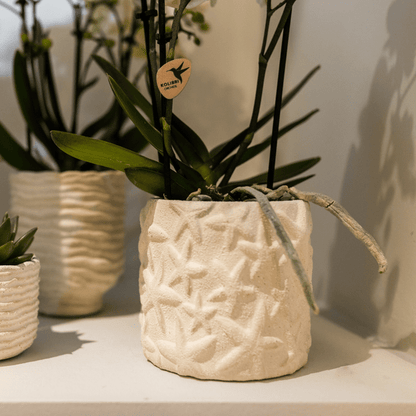 Star Fish Blumentopf Off White Ø9cm – Dekorativer Keramiktopf mit Seestern-Muster – Sommerlicher Pflanzentopf im maritimen Design – Blumendeko für Wohnzimmer, Küche & Bad 
