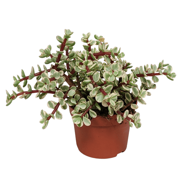 Speckbaum - Portulacaria afra Variegata - Zimmerpflanze - 10,5cm