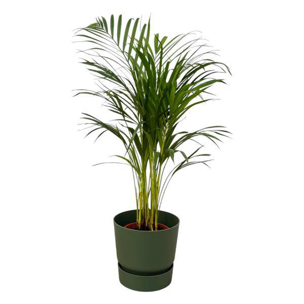 Areca Palme - Betelpalme - Zimmerpflanze - ↨85cm - Ø19cm +Topf Greenville Grün D24xH23 
