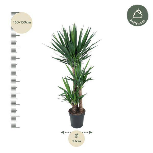 Yucca Elephantipes – Riesen-Palmlilie – Zimmerpflanze – Ø27cm – ↕140cm – Pflegeleicht & Robust – Für Innen & Außen 