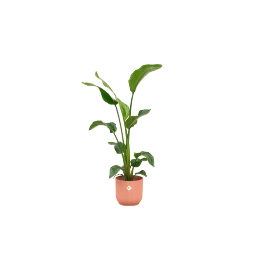 Strelitzia Nicolai – Baum-Strelitzie – ca. 100cm hoch – Ø22cm – Inkl. Pflanztopf Vibes Fold Rund Rosa – Tropische Zimmerpflanze mit großen Blättern – Exotische Grünpflanze für Wohnzimmer & Büro 