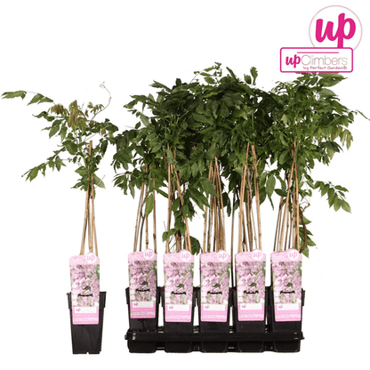 Rosa Blauregen - Wisteria floribunda 'Rosea' - Rosa Regen - Ø15cm - ↕65cm