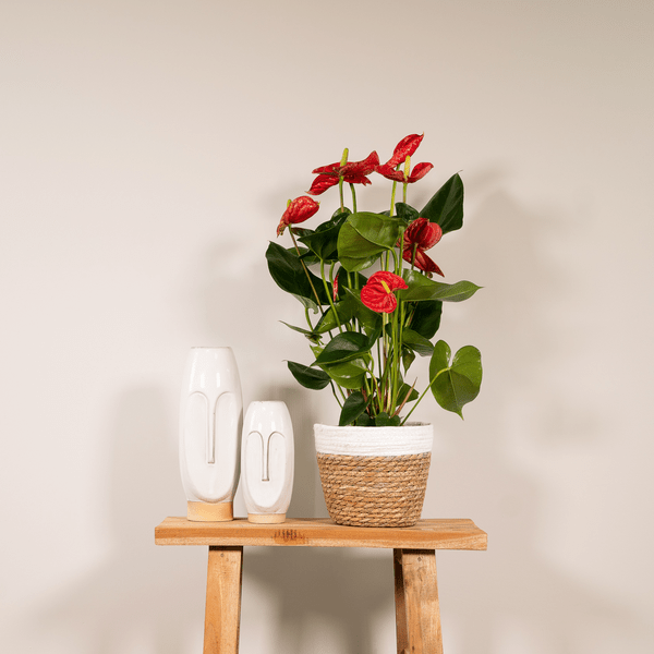Flamingoblume - Anthurium Rot - Zimmerpflanze - Ø17cm - ↕55cm