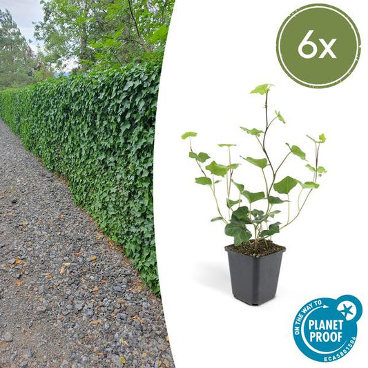 Großblättriger Irischer Efeu Hedera hibernica – Kletterpflanze & Bodendecker – Ø9cm – ↕10-25cm – 6 Pflanzen – pflegeleicht & robust