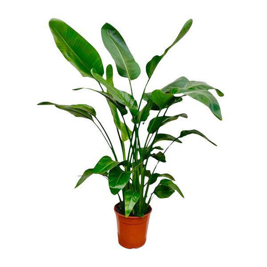 Baum-Strelitzie – Strelitzia Nicolai – Zimmerpflanze – 150cm – Ø24cm – tropische Bananenpflanze mit großen grünen Blättern für Wohnzimmer, Büro und Wintergarten 