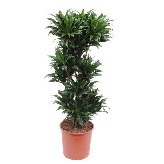 Drachenbaum - Dracaena Compacta - Zimmerpflanze - 140cm - ø30cm 