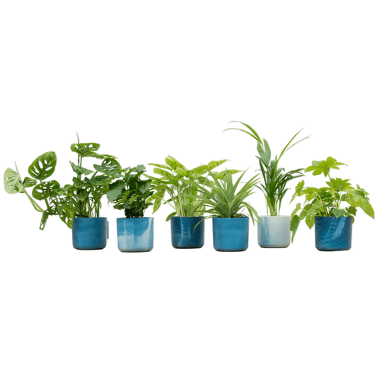 Überraschungskiste – 6 verschiedene Zimmerpflanzen + Keramiktopf Ocean Blue Ø14 cm – grüne Vielfalt für Zuhause & Büro – pflegeleicht & dekorativ 