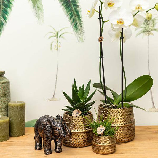 Kolibri Company - Pflanzenset Groove gold | Set mit weißer Phalaenopsis Orchidee Amabilis Ø9cm und grüner Sukkulente Aloe Brevifolia Ø6cm | inkl. goldenen Keramik-Ziertöpfen - Oasis of Life