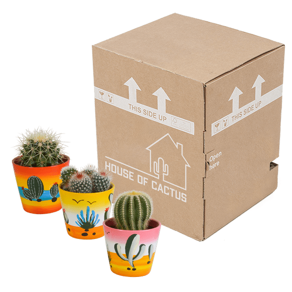 Kaktus - Bolcactus - Mix - 8,5 cm - Zimmerpflanze - im Mexicaanse-Topf