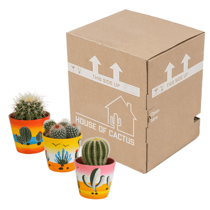 Kaktus - Bolcactus - Mix - 8,5 cm - Zimmerpflanze - im Mexicaanse-Topf