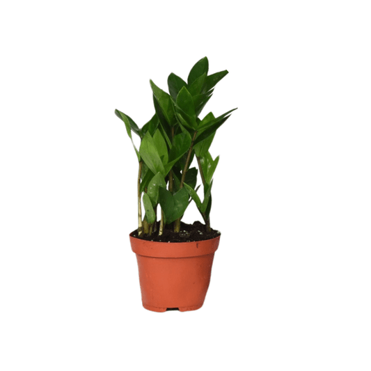 Zamioculcas – Glücksfeder – ca. 30cm hoch – Ø12cm – Pflegeleichte Zimmerpflanze mit glänzenden Blättern – Robuste Grünpflanze für Wohnzimmer & Büro – Luftreinigende Pflanze 