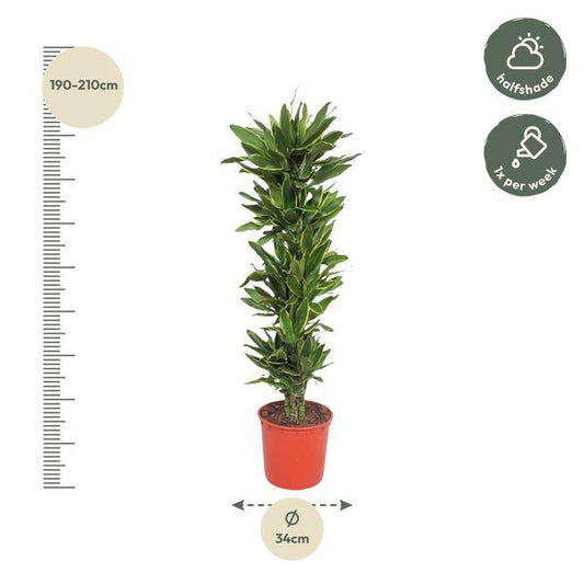 Drachenbaum - Dracaena Golden Coast - Zimmerpflanze - 200cm - ø34cm 
