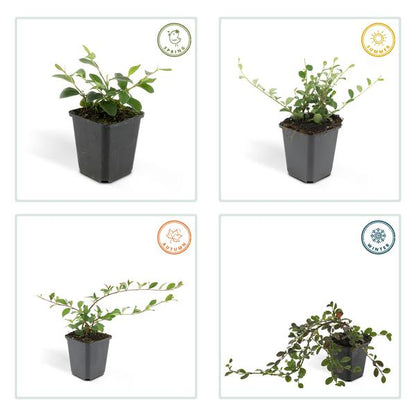 Teppich-Zwergmispel - Cotoneaster dammeri - ↕10-25cm - Ø9cm - 40 Stück