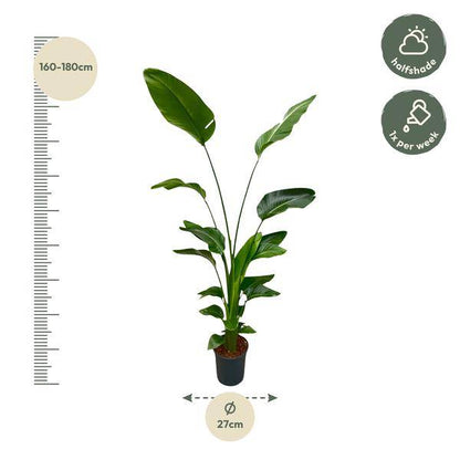 Baum-Strelitzie - Strelitzia Nicolai - Zimmerpflanze - 175 cm - ⌀24cm