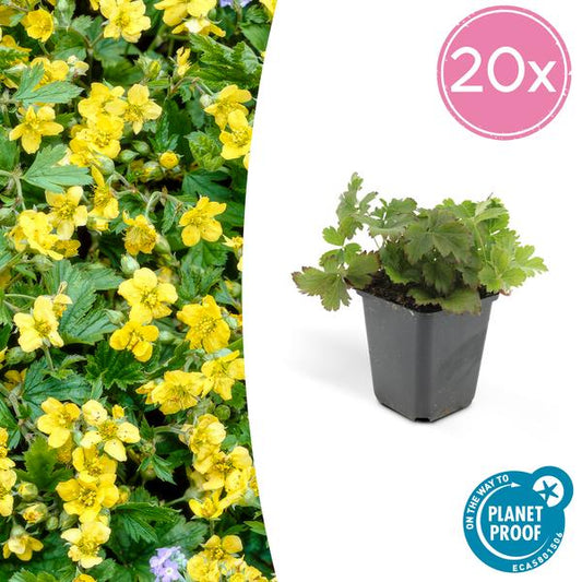 Dreiblättrige Waldsteinie – Waldsteinia ternata – ↕10-25 cm – Ø9 cm – 20 Pflanzen – Robuster Bodendecker – Gelbe Blüten – Für Sonne & Schatten