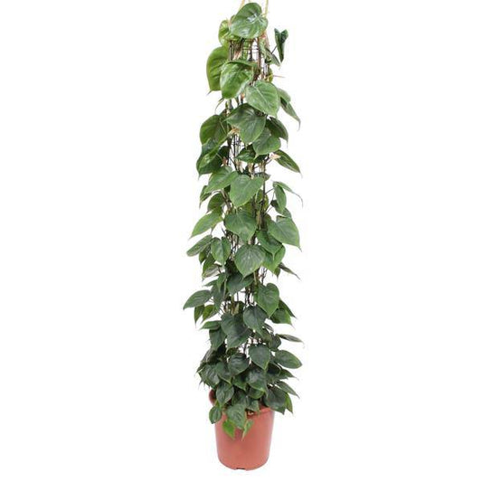 Baumfreund – Philodendron Scandens – Zimmerpflanze – 160cm – Ø27cm – pflegeleichte Kletterpflanze mit herzförmigen Blättern für Wohnung, Büro und Wintergarten 