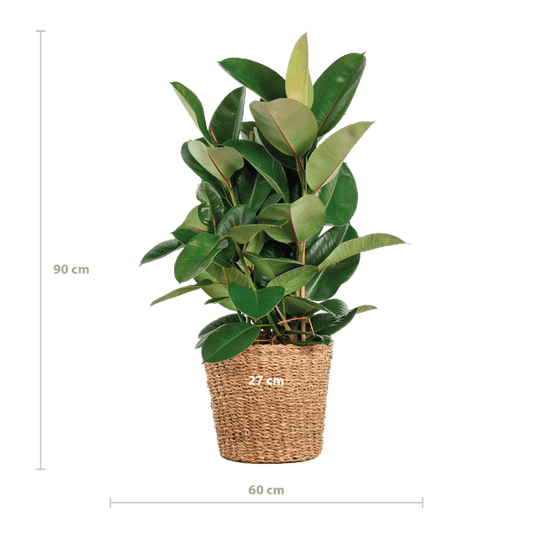 Ficus Elastica Robusta – Gummibaum – Zimmerpflanze – ca. 90 cm – Ø27 cm – In Pflanzkorb Torun – Pflegeleicht & dekorativ 