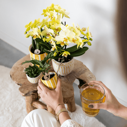 Orchidee Mexico Gelb und Sukkulente im Painted Stripe Ziertopf Gelb Ø9cm & Ø6cm – Pflanzenset – Zimmerpflanzen im modernen Design – Mediterrane Trendkollektion 
