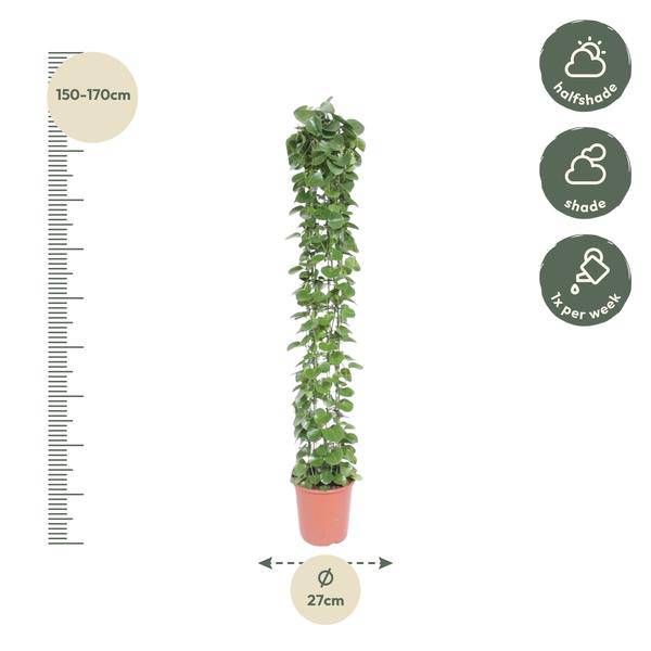 Arabischer Efeu - Cissus rotundifolia - Gitterrost - Zimmerpflanze - 160cm - ø27cm