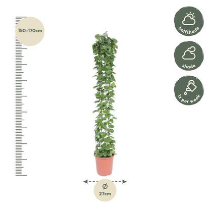 Arabischer Efeu - Cissus rotundifolia - Gitterrost - Zimmerpflanze - 160cm - ø27cm