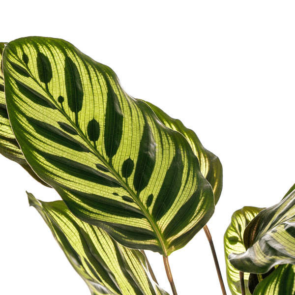 Calathea Makoyana Pfauen-Korbmaranthe – Zimmerpflanze Ø17cm – ca. 40-50cm hoch – Dekorative Blätter mit roter Unterseite 
