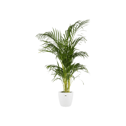 Topf Brüssel Rund Weiß – Ø30cm x H27cm – Moderner Pflanztopf aus Kunststoff – Leicht, robust & stilvoll für Innen- und Außenbereich 