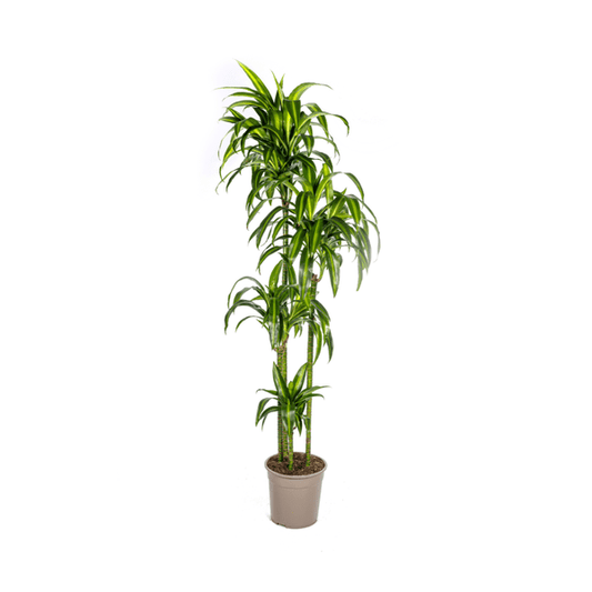 Dracaena Deremensis Hawaiianischer Sonnenschein Ø27cm - ↕180cm - Oasis of Life