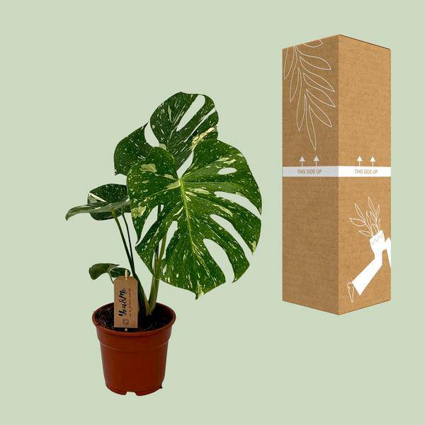 Köstliches Fensterblatt - Monstera Deliciosa - Zimmerpflanze - Ø17cm - ↕50cm