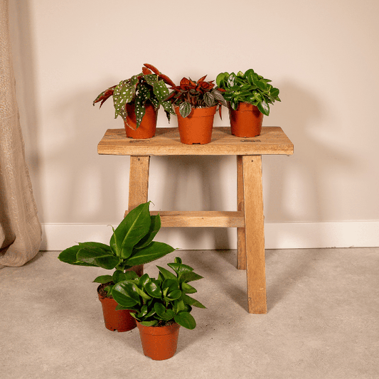 Überraschungsbox Zimmerpflanzen – 5 grüne Pflanzen Ø12cm , ca. 25cm hoch – Vielfältige Blatt- und Blütenpracht – Ideal für Zuhause & Büro