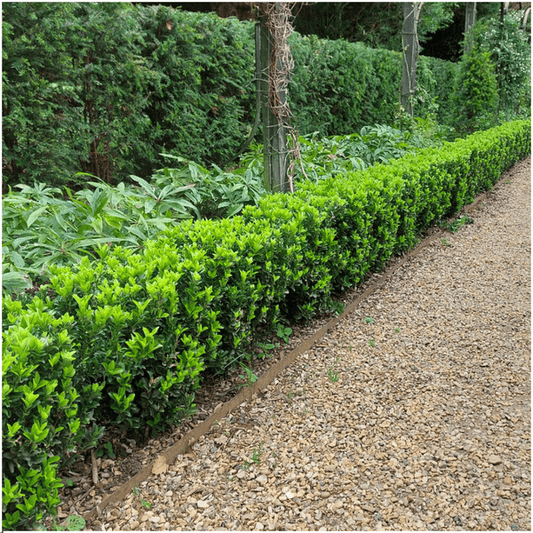 Euonymus 'Green Spire' - Japanischer Spindelstrauch - Ø7cm - ↕15cm - 48 Stück