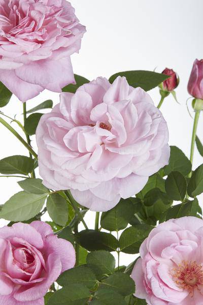 Kletterose - Rose Verrückt nach Liebe 'Pink' - ↨65cm - Ø15cm - 3 Stück 