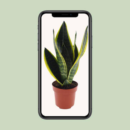 Bogenhanf - Sansevieria Futura Superba - Zimmerpflanze - Ø12cm - ↕30cm